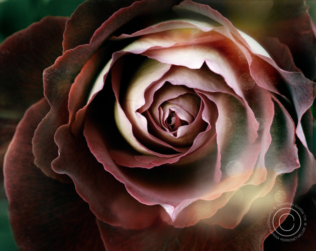 rose.jpg