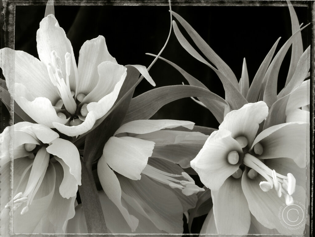 Flowers.jpg