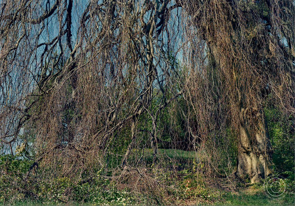 DSC1701-copy.jpg