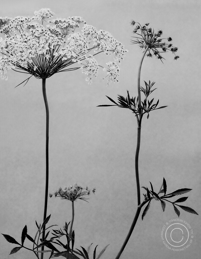 KPM-FLOWER-stemfluff01.jpg