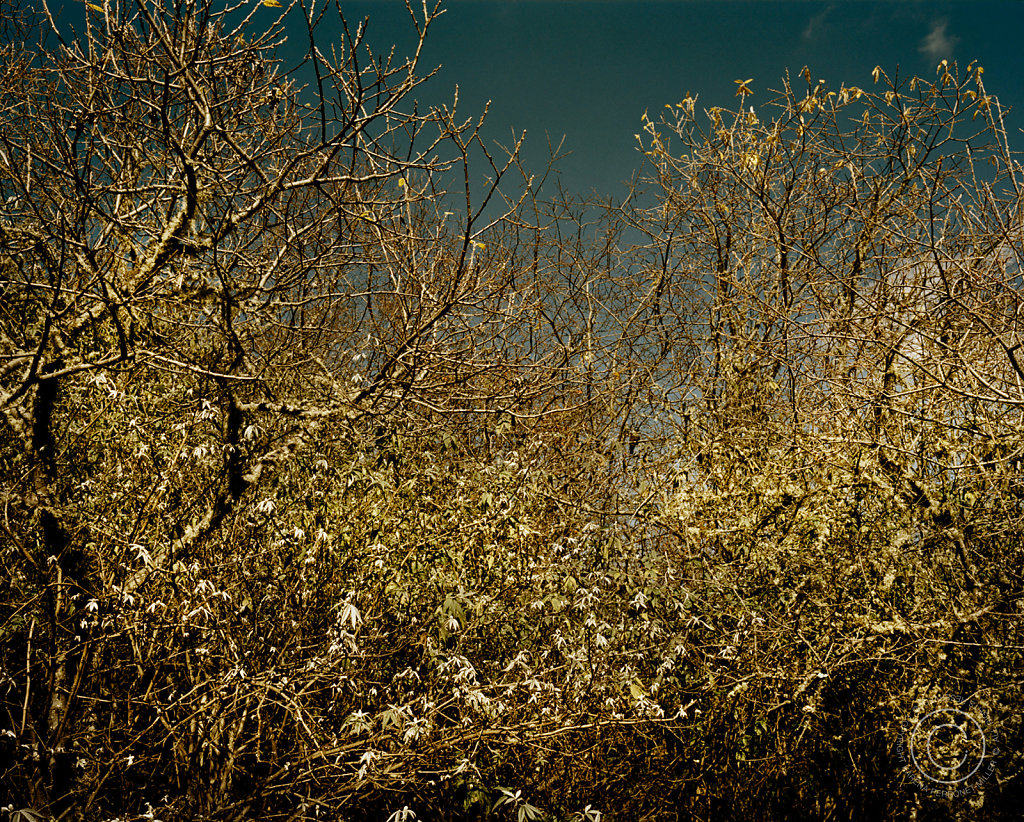 bhutang006-42.jpg